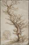 Bloemaert Abraham Study of a Tree - Hermitage